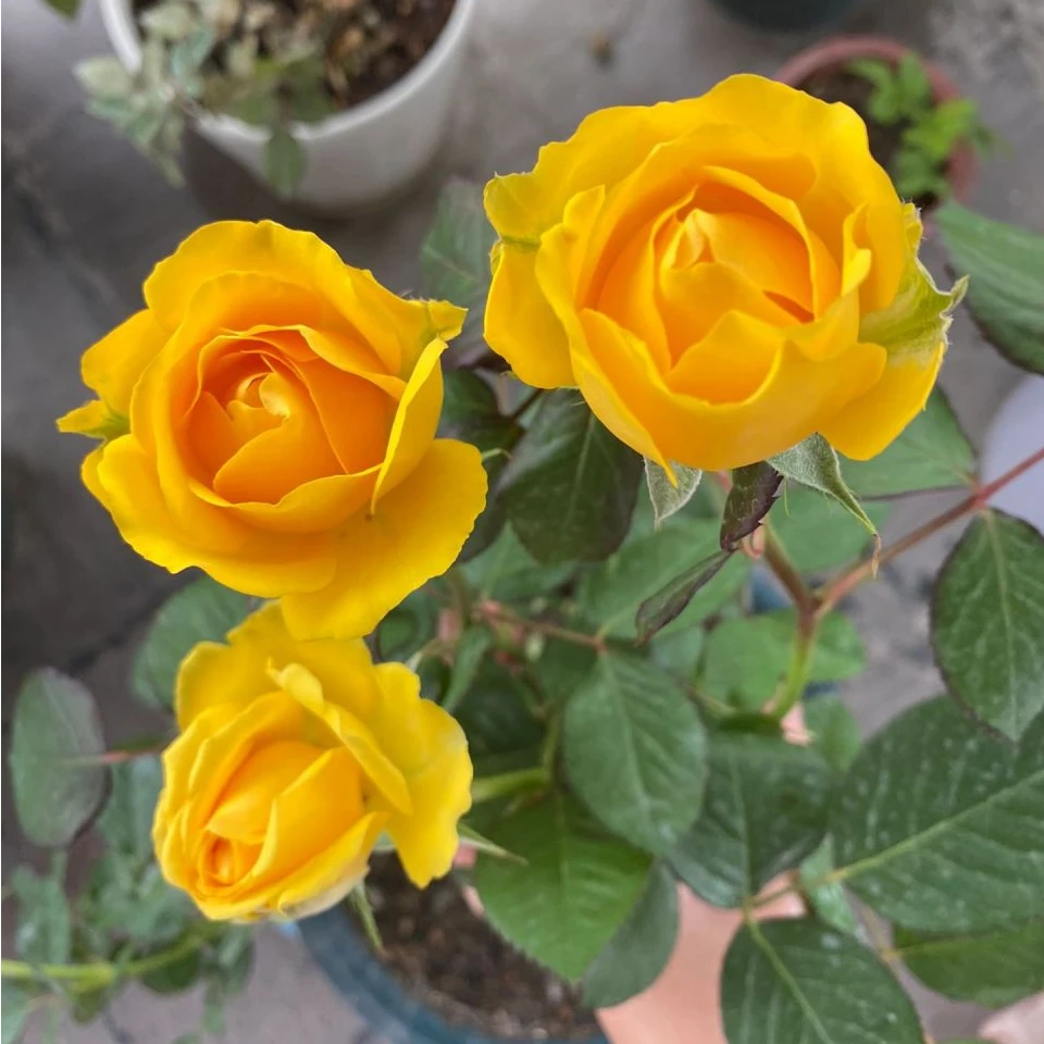 《金凤凰》月季花苗带花苞花卉观花绿植物室内庭院阳台