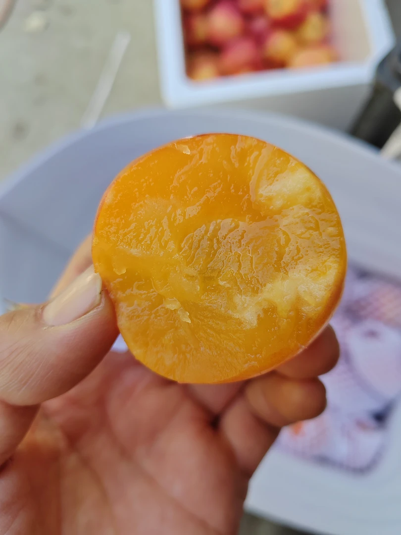 沙果百分之八十以上纯糖心树上现摘现发酸甜脆顺丰包邮5斤