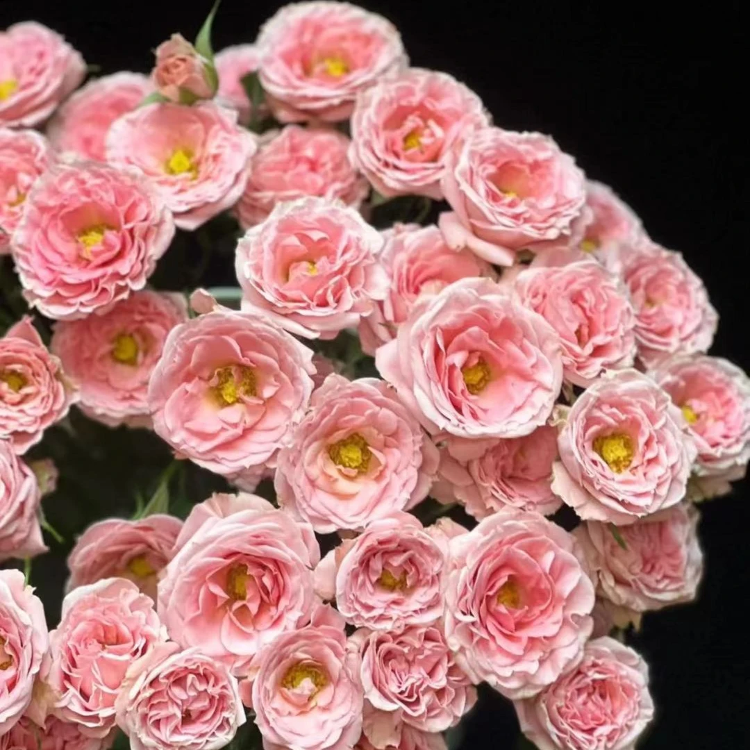 【露露公主】A级多头玫瑰 玖枝花优选 云南基地直发鲜切花