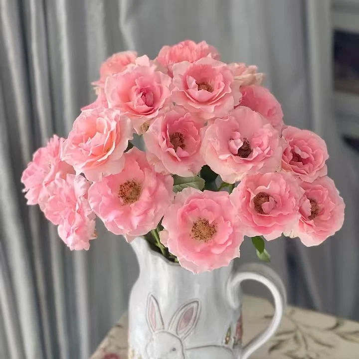 【YES I DO】稀有多头玫瑰 （稀有玫瑰把头不大） 鲜切花儿