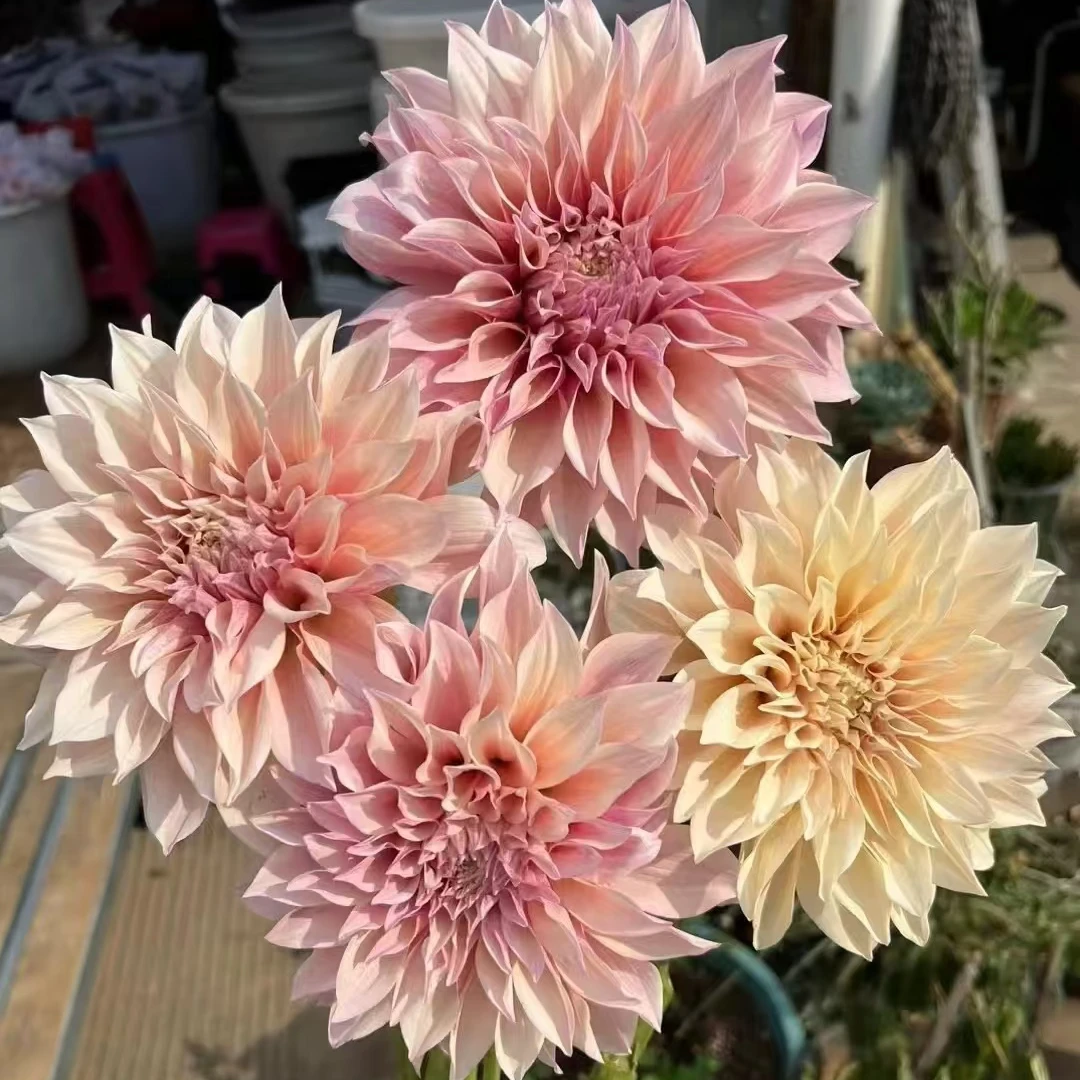 【牛奶咖啡】A级稀有大丽花 玖枝花优选基地直发鲜花儿