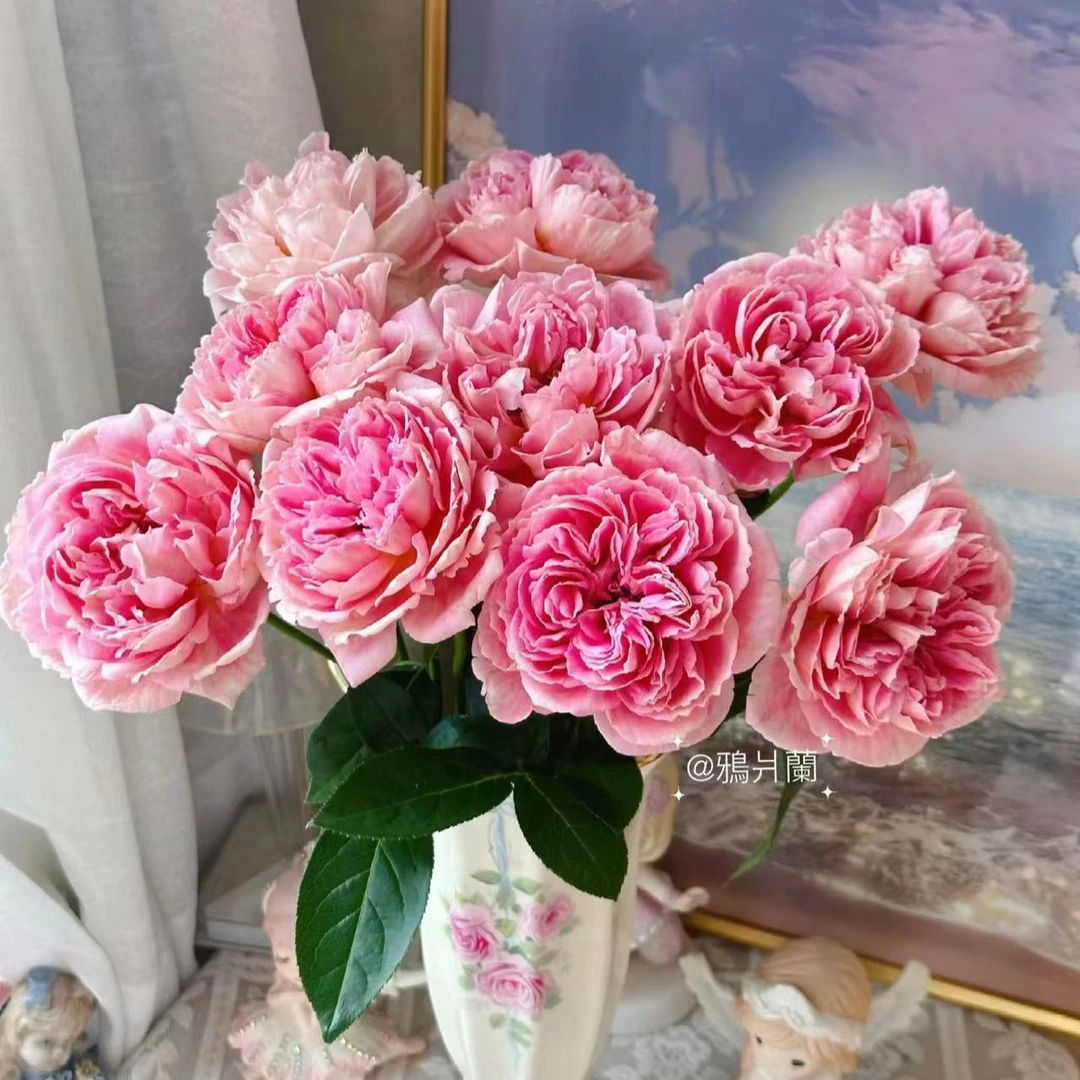 【织锦】德瑞尔稀有多头玫瑰   玖枝花优选 基地直发鲜花儿