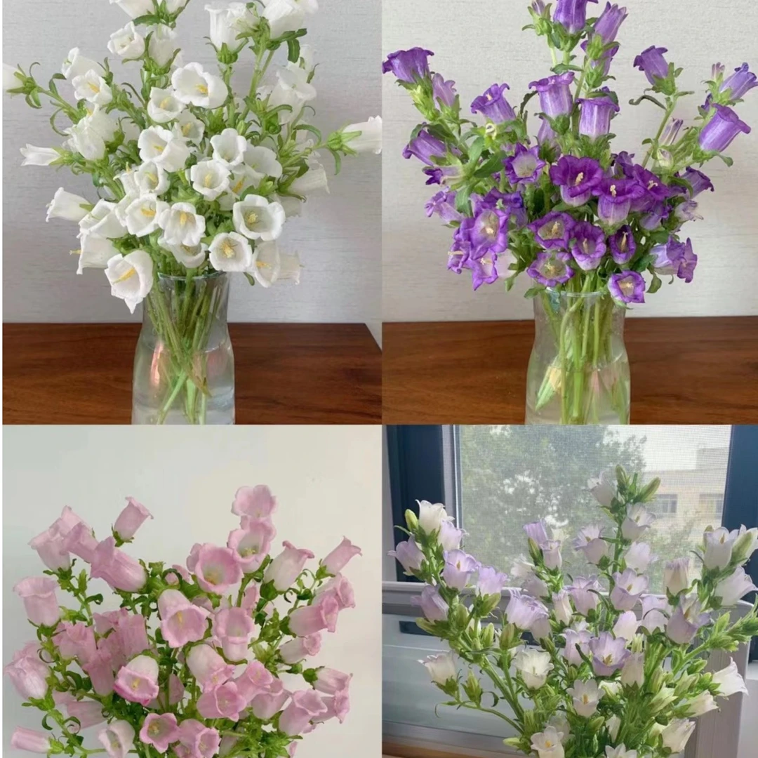 【加购款】风铃花 粉白紫三色 小清晰 玖枝花优选 家庭瓶插鲜切花儿