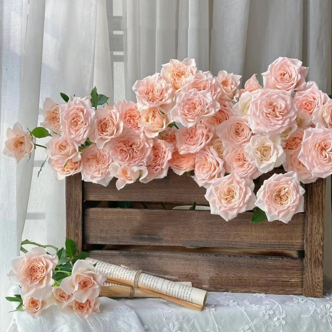 【甜蜜沙拉】俏夕阳多头玫瑰 玖枝花优选  云南基地直发