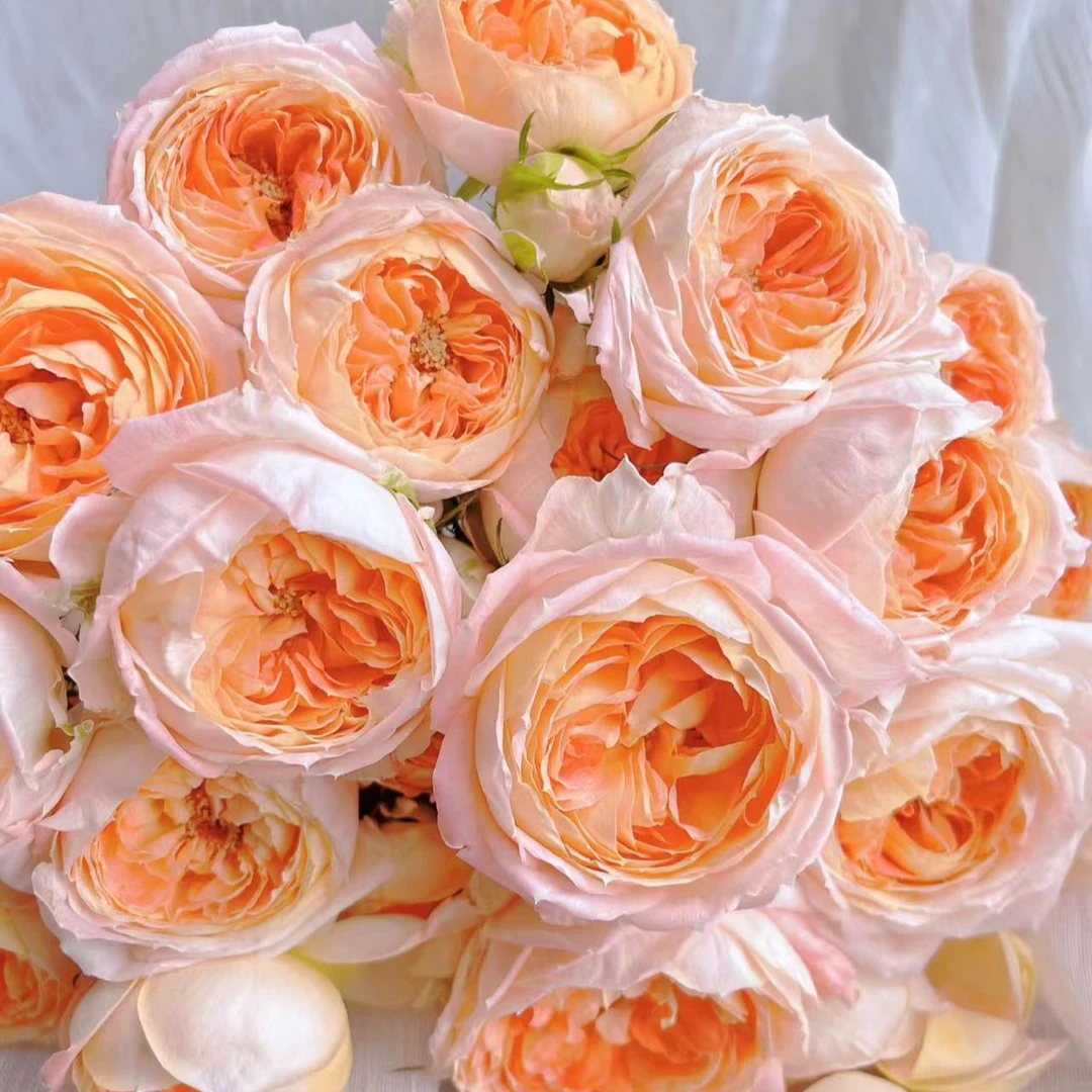 【爱子公主】俏夕阳稀有多头玫瑰 玖枝花优选 云南基地直发 鲜切花