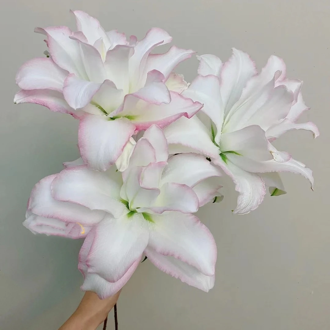 【冰美人】A级高端重瓣百合 玖枝花优选基地直发鲜切花儿