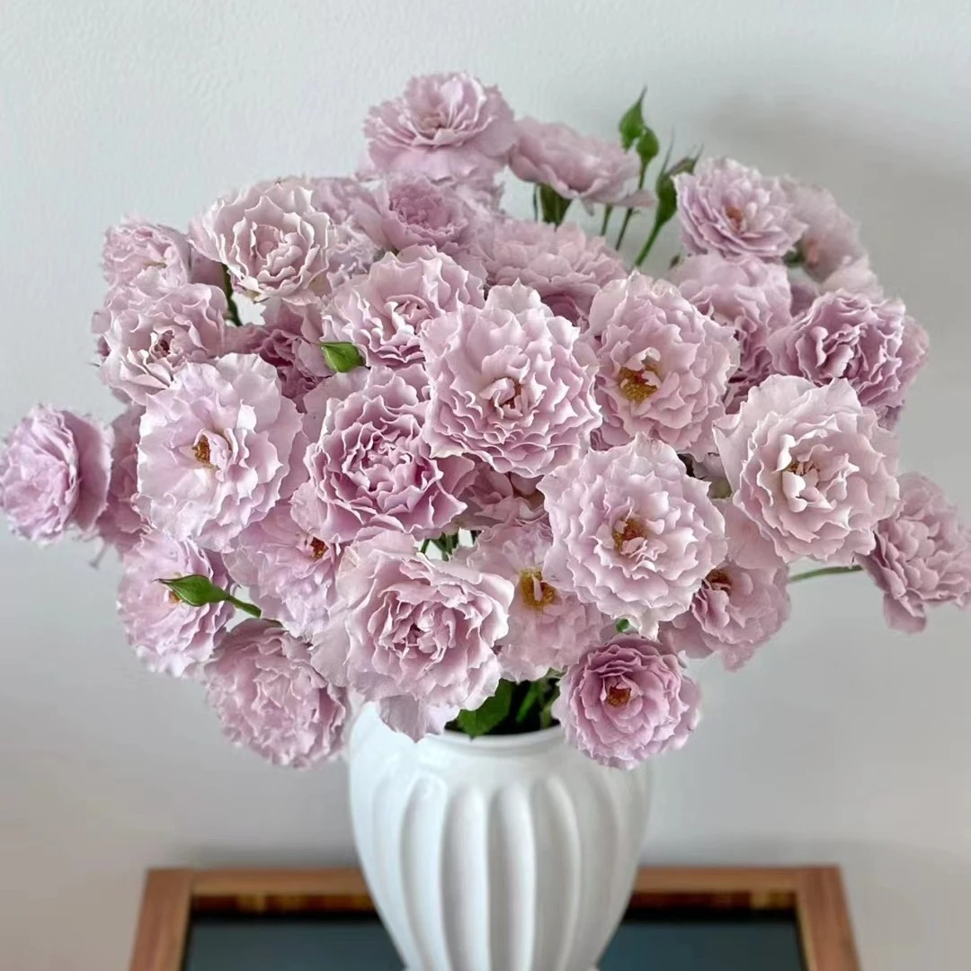 【蜻蜓】浓香稀有多头玫瑰 杆子细玖枝花优选 云南基地直发