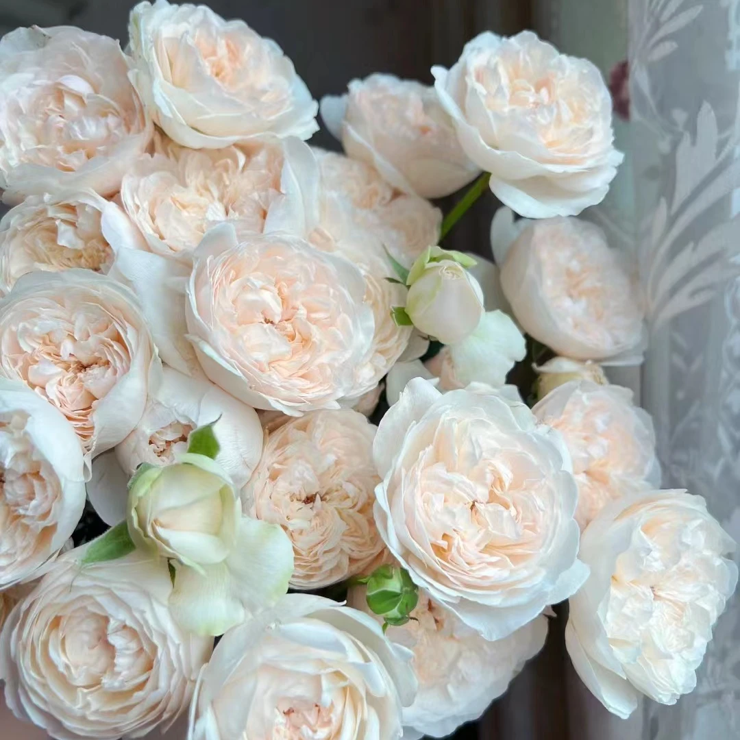 【毛茸茸】德瑞尔稀有多头玫瑰 玖枝花优选基地直发鲜花儿