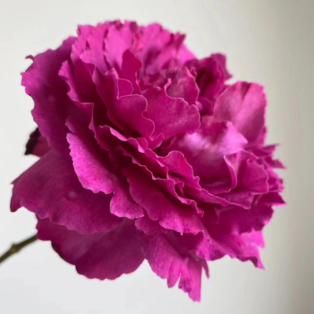 【伊芙伯爵】A级单头香型玫瑰 玖枝花优选  云南基地直发