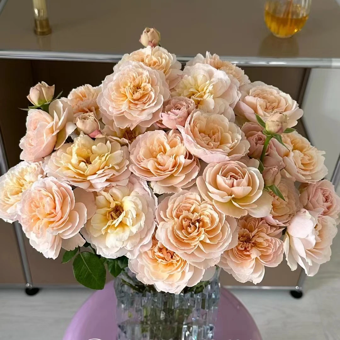 【巴黎月光】稀有多头玫瑰玖枝花优选家庭瓶插鲜切花儿