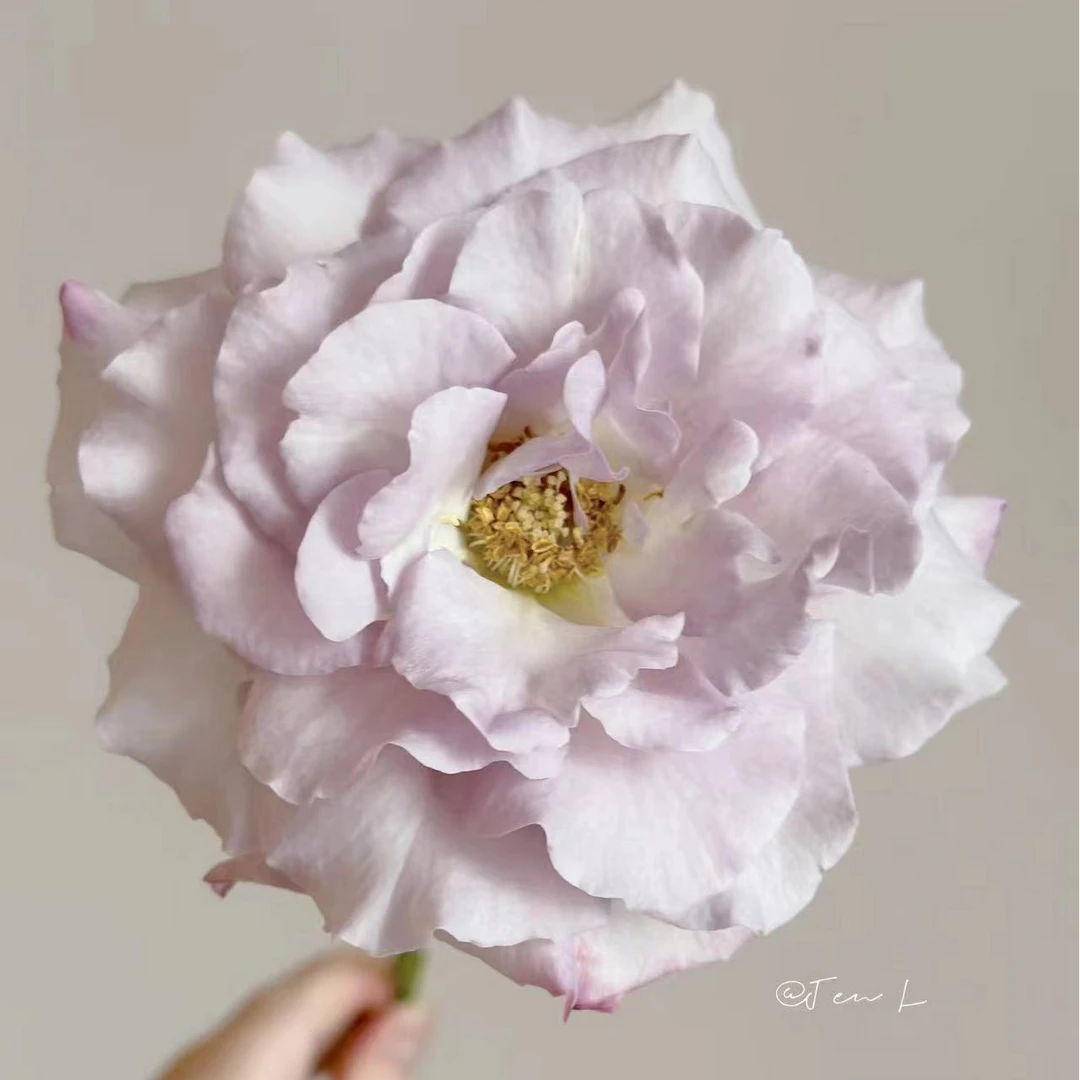 【丁香美人】高端稀有单头玫瑰 玖枝花优选家庭瓶插鲜切花儿