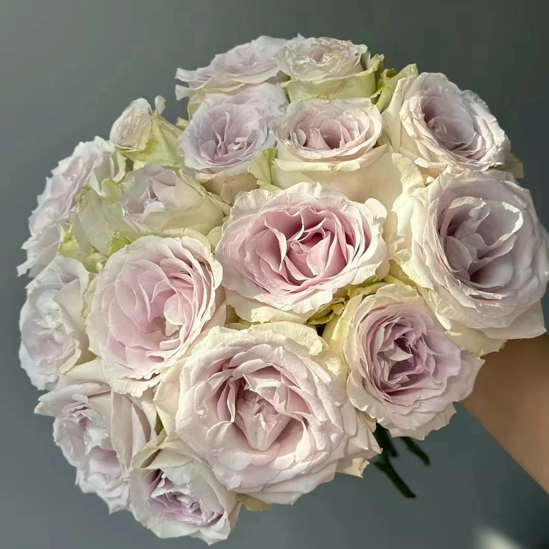 【安德烈亚】稀有多头玫瑰 玖枝花优选 云南直发鲜花儿