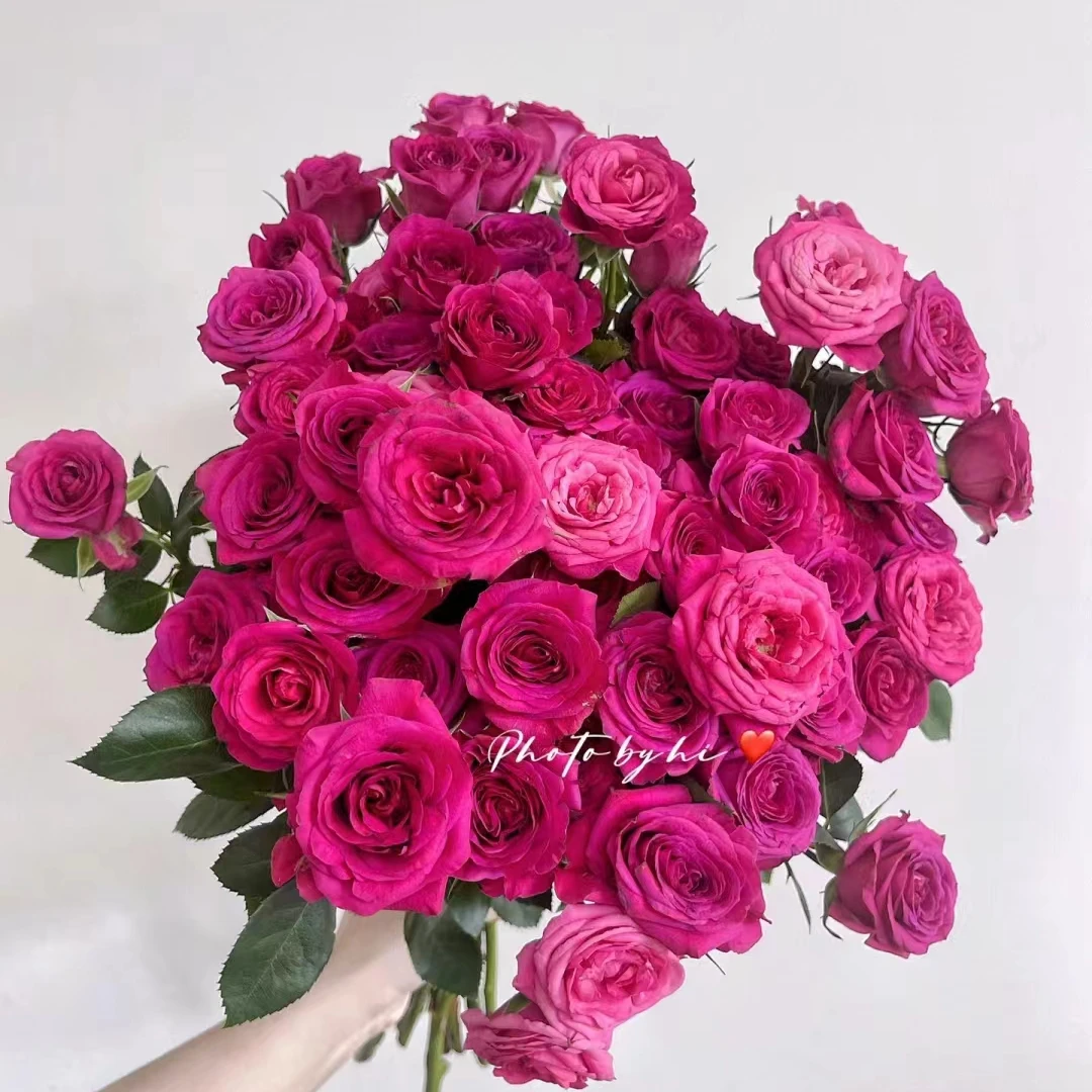 【浪漫波尔多】A级花之海稀有多头玫瑰 玖枝花优选基地直发鲜花儿