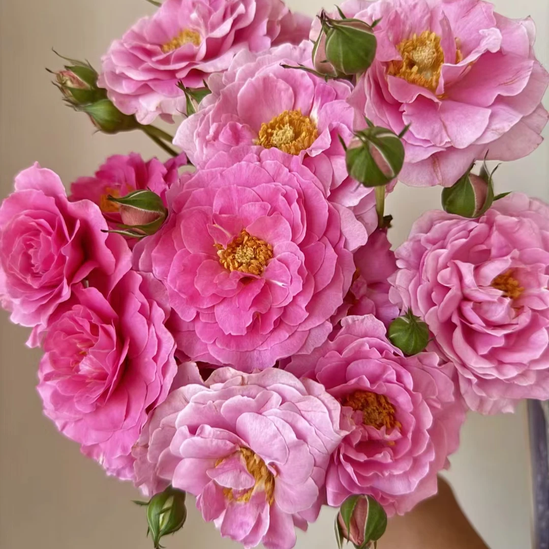 【草莓味软糖】 多头稀有玫瑰 玖枝花优选 云南基地直发鲜切花