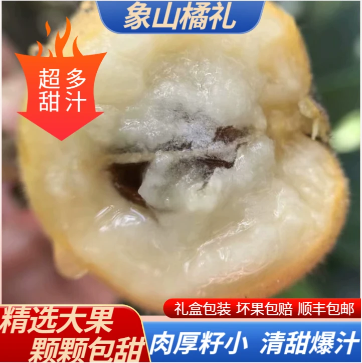 象山橘礼·新桥高湾白沙枇杷新鲜饱满【4.8斤礼盒 70/80颗】顺丰空运