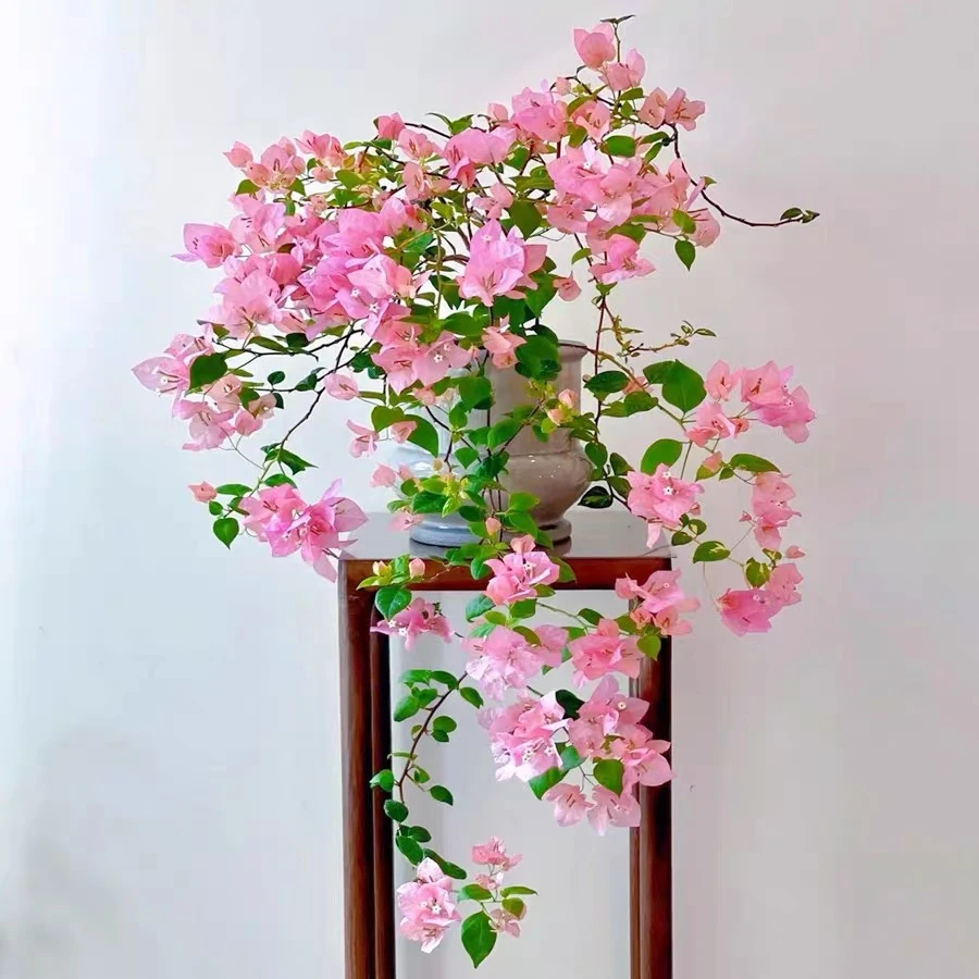 三角梅勤花品种橙粉公主阳光房扦插苗12CM口径圆盆栽基地发货