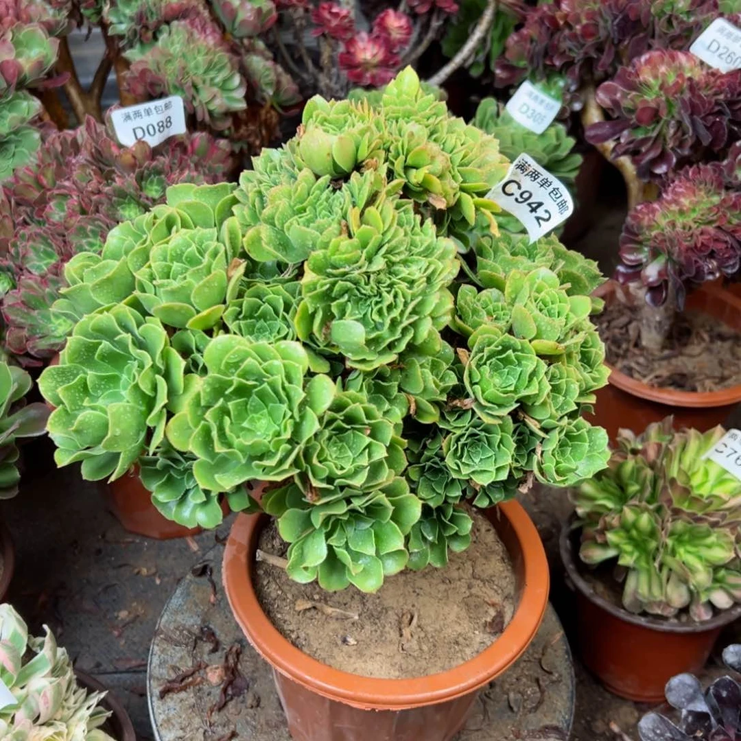 942号绿羊绒法师多肉