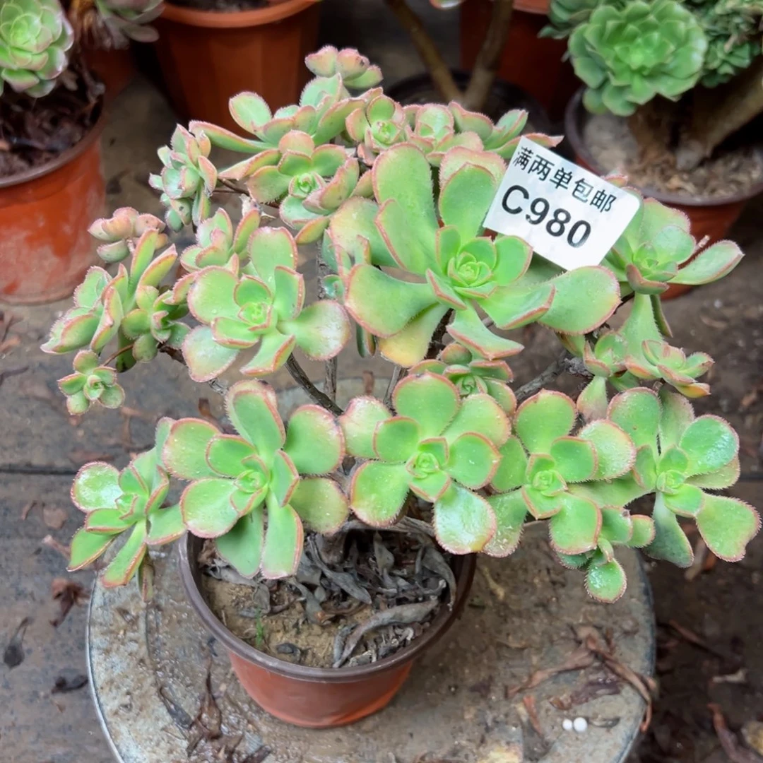 980号青铜店法师多肉