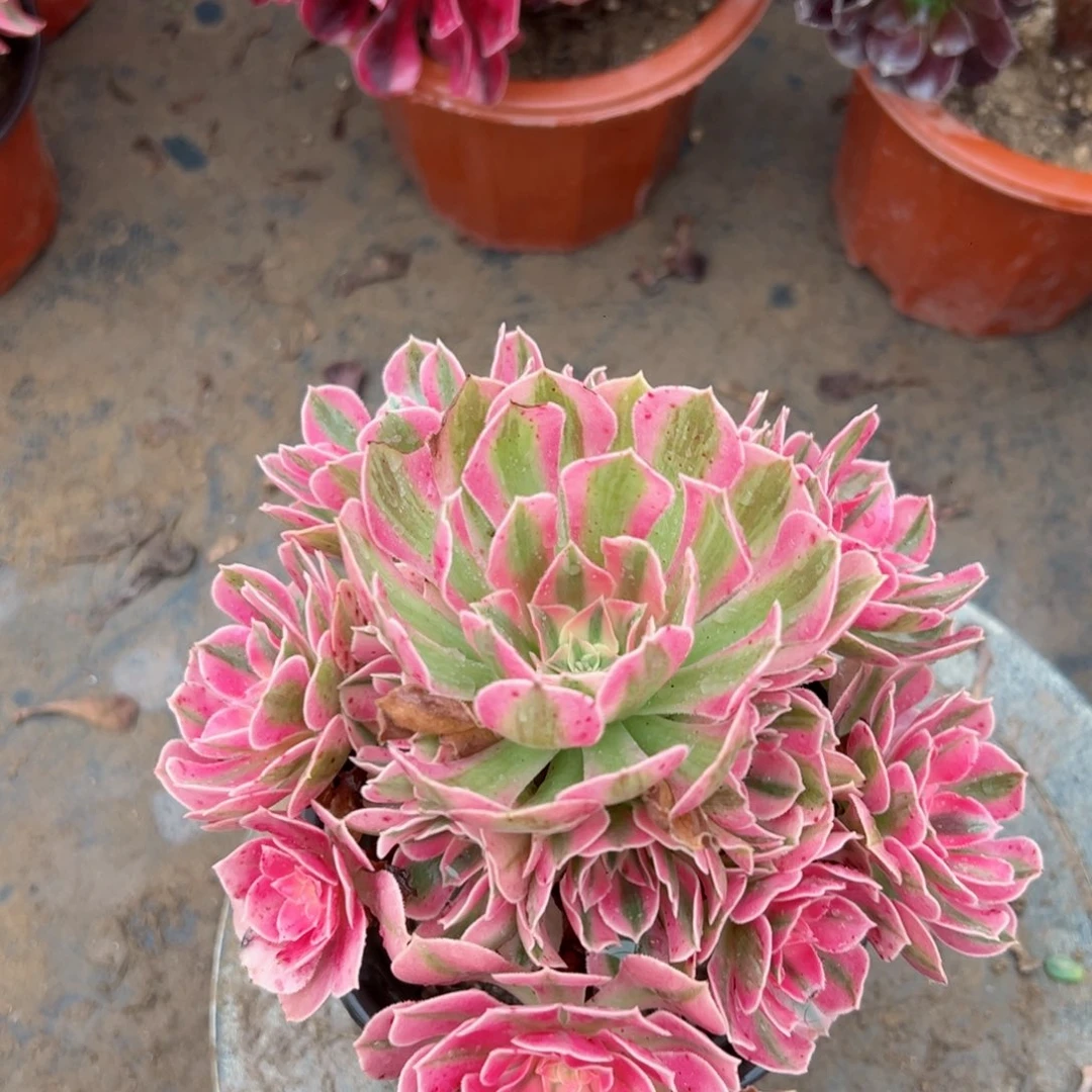 333粉女巫法师多肉