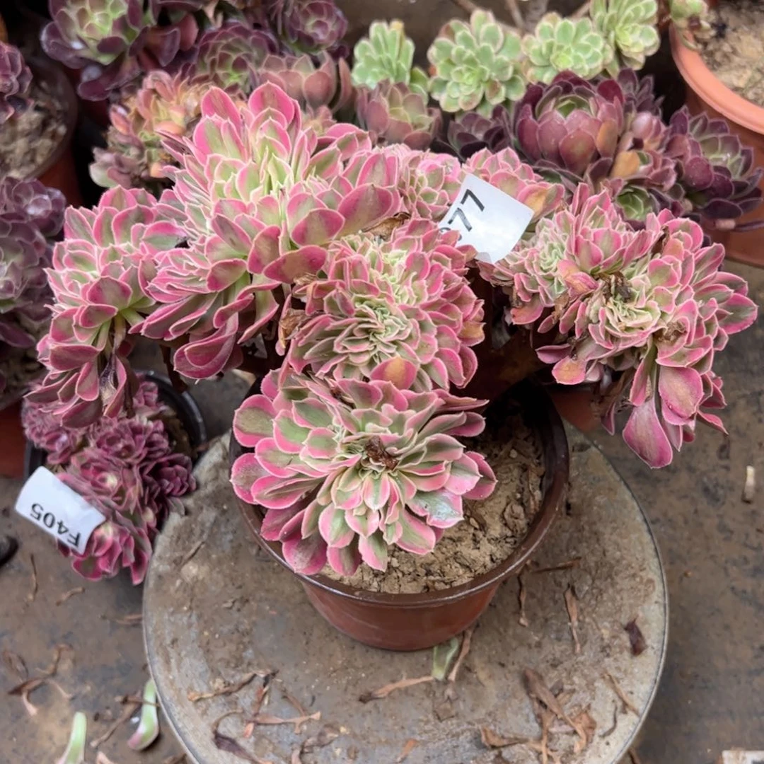 377粉追法师多肉