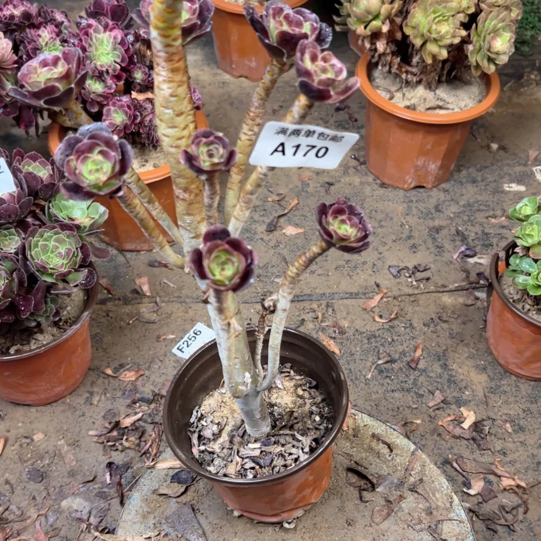 170黑豆法师多肉