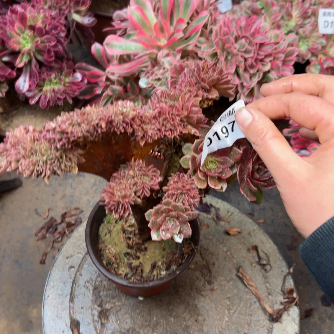 197万黄缀法师多肉