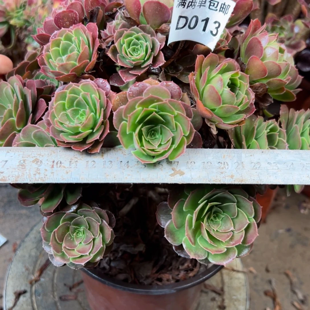 013号荷兰法师多肉