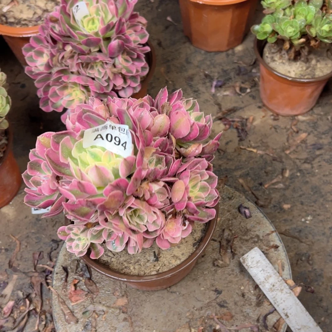 094份女巫法师多肉