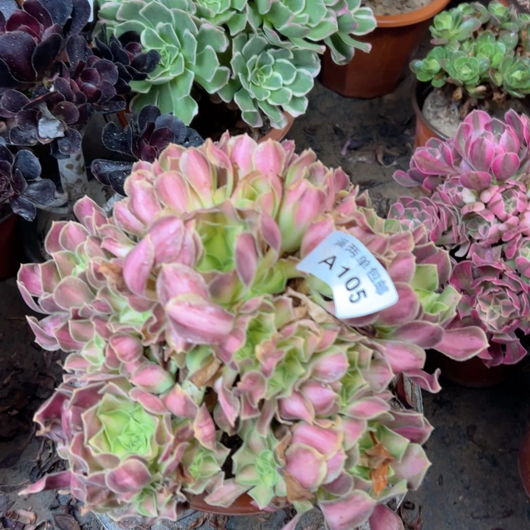 105韶华法师多肉