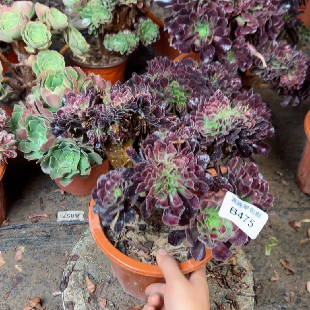 475欧追法师多肉