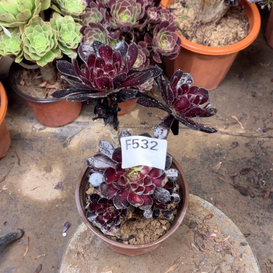 532魔法师法师多肉