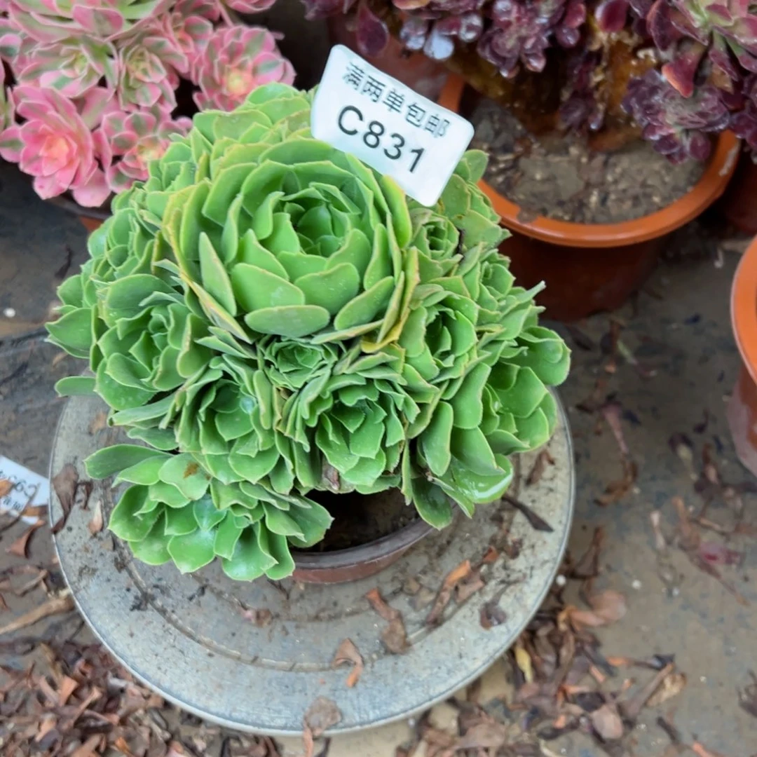 831绿羊绒法师多肉