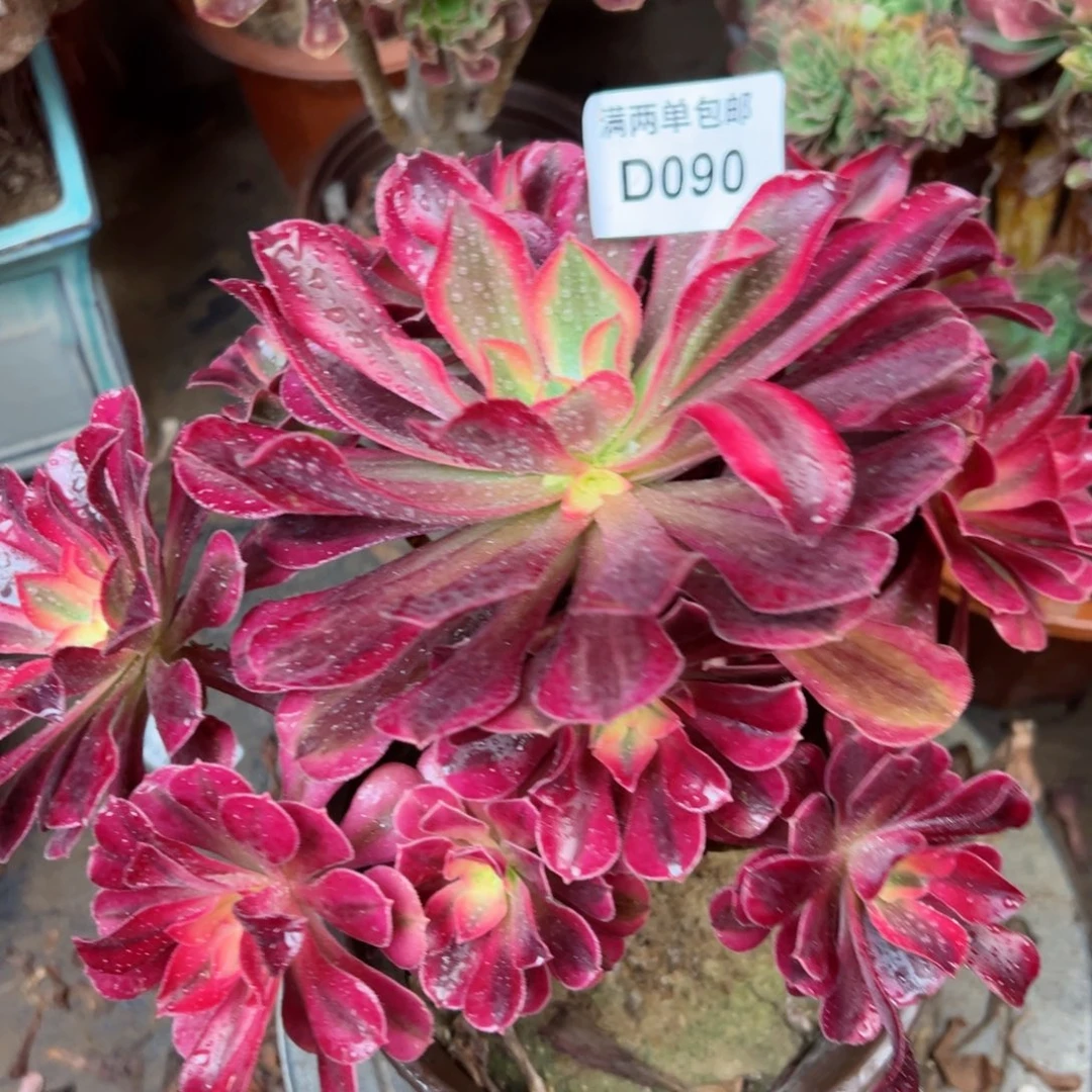 090美杜莎法师多肉