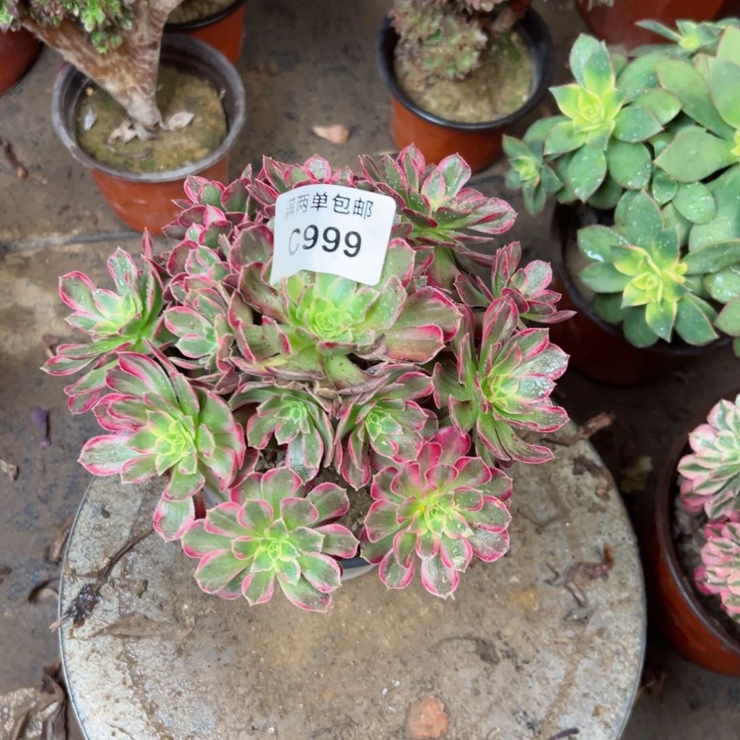 999安娜法师多肉