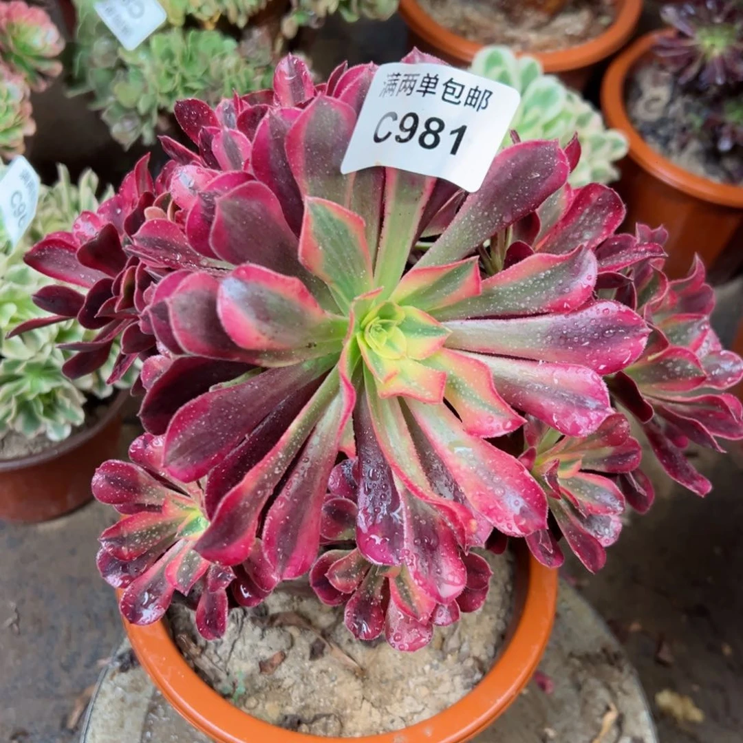 981美杜莎法师多肉