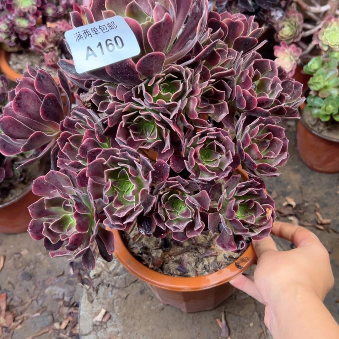 160欧嘉莉法师多肉