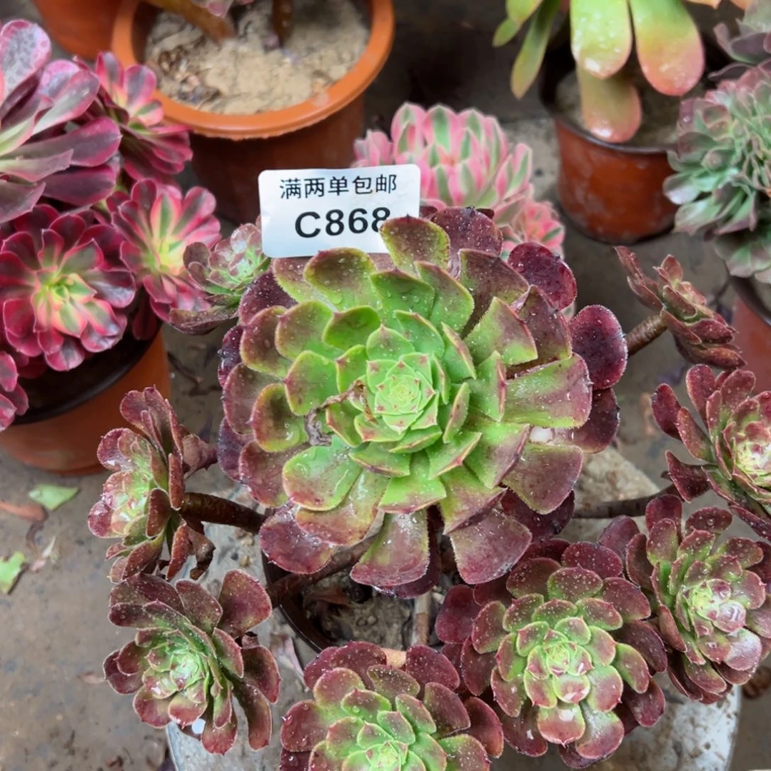 868黑萝莉法师多肉