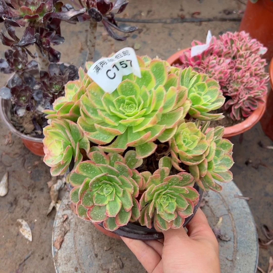 157奶白法师多肉