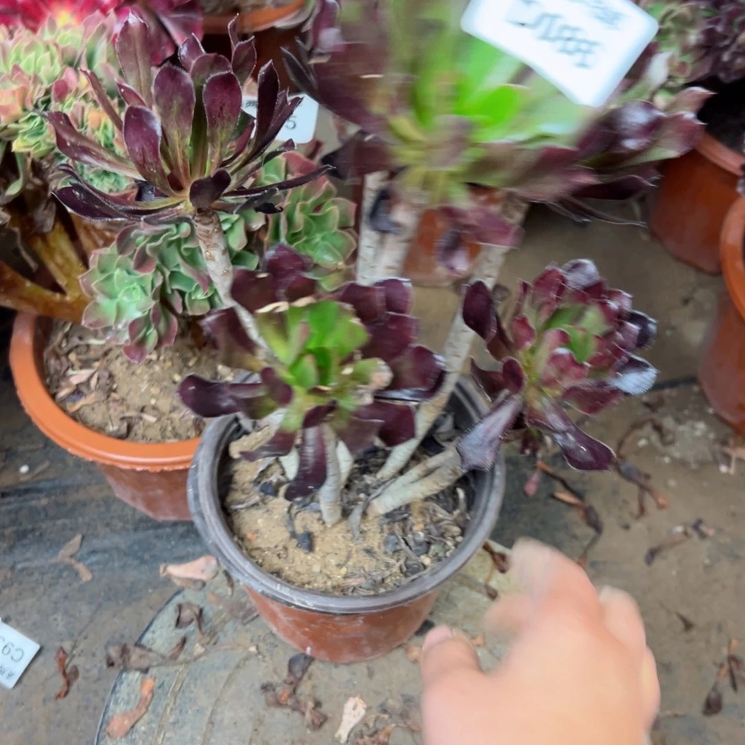 086黑法师法师多肉