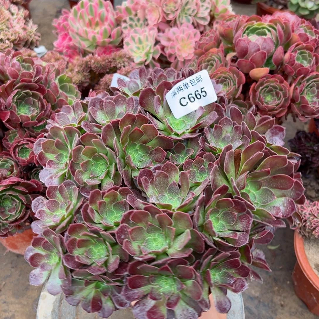 665荷兰法师多肉