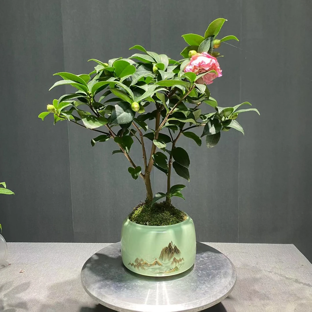 【粉香妃】四季茶花 带山水陶瓷盆种好 室内茶桌好养新手绿植鲜花