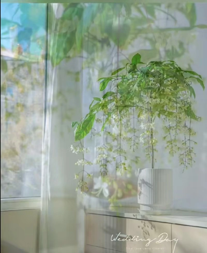 泰国垂丝茉莉大树型1米以上高度基地塑料盆发货茉莉花