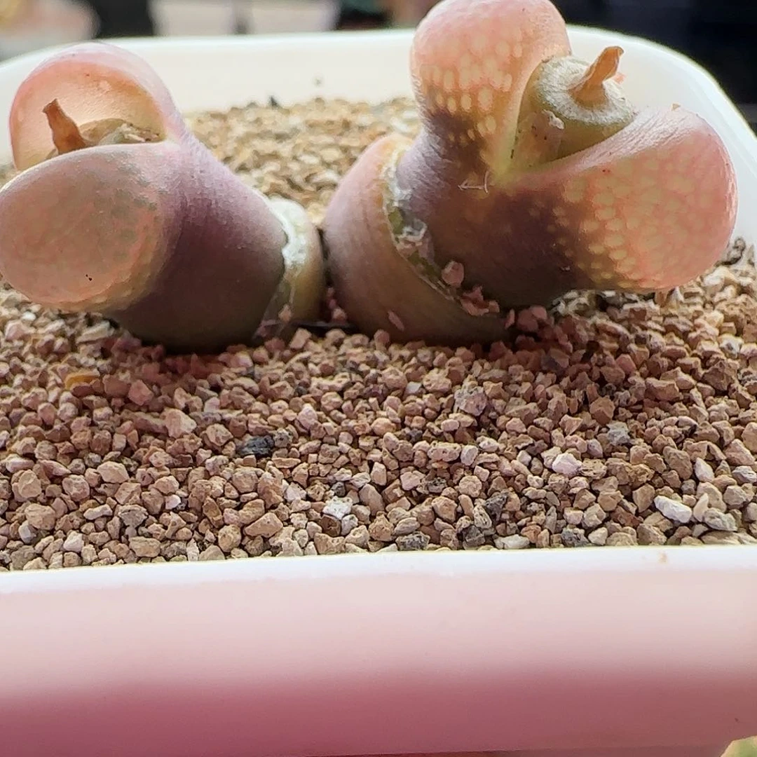 10.31.17/pv1089鲑鱼粉双头母本/多肉植物