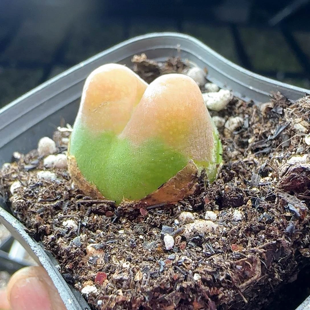 10.6.35/龙猫体水蜜桃4.5年/多肉植物