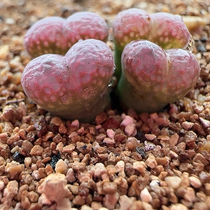 10.23.7/k勋＊风铃杂交/四头/多肉植物