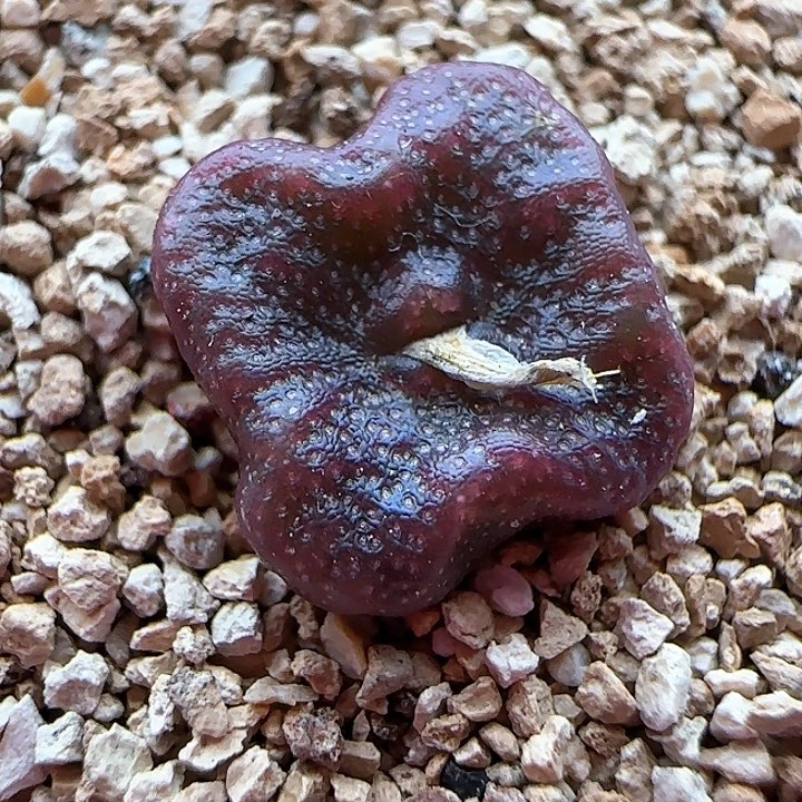 10.27.33＊方糖母本1.4厘米/多肉植物