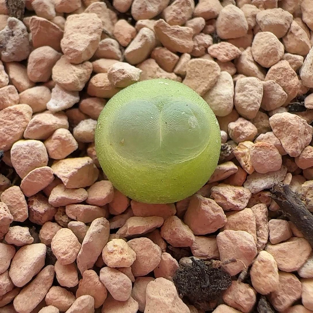 11.12.25/鼓啾啾1.0厘米紫皮拉登/3.5年