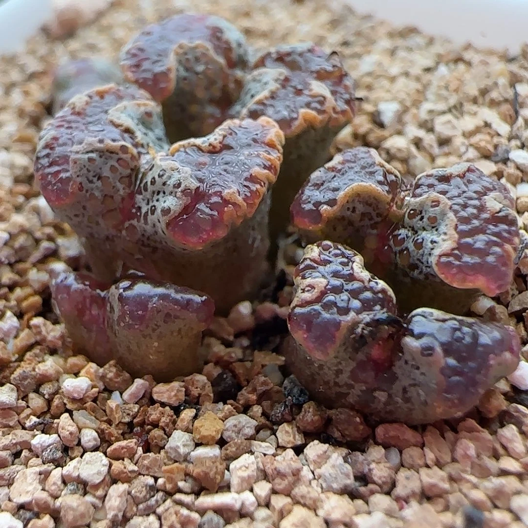 11.7.31/蝴蝶勋章6头/多肉植物