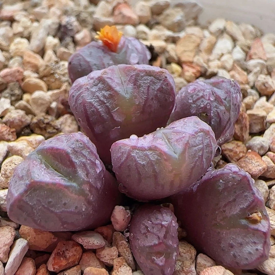 10.15.28/送奶杂/多肉植物