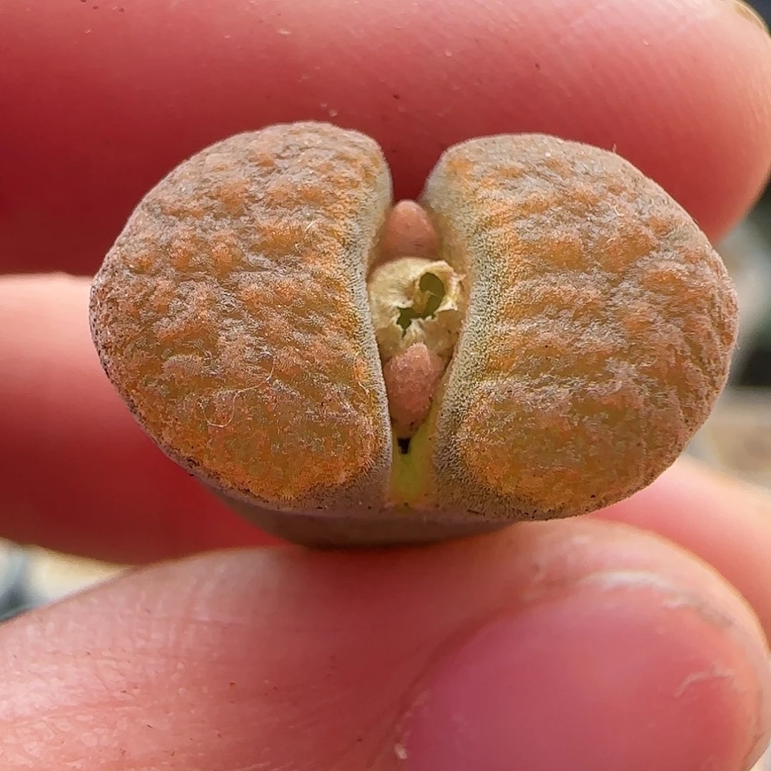 11.10.22/蛋糕风铃/多肉植物